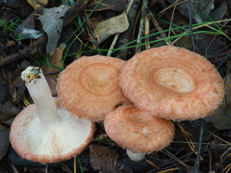 Lactarius torminosus